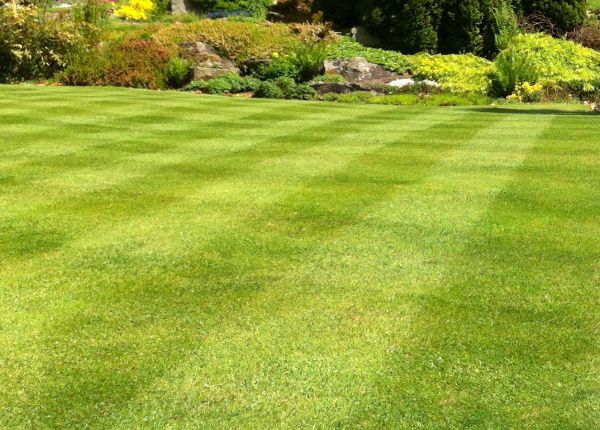 Cost of Commercial Grass Cutting in Jonesboro