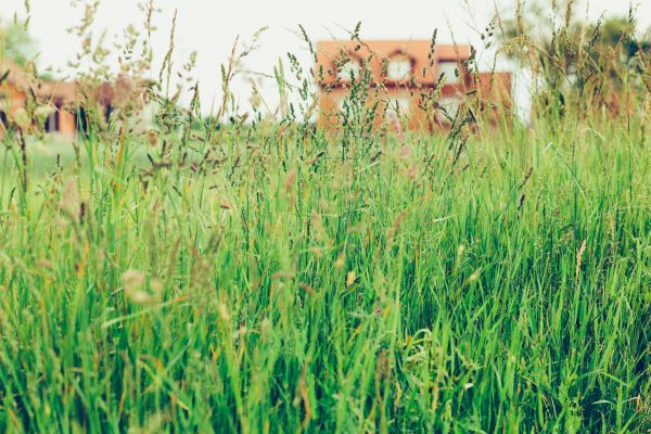 Cost of Tall Grass Cutting in Jonesboro