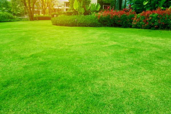 Cost of Grass Maintenance in Jonesboro
