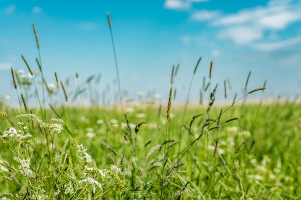 Cost of High Grass Trimming in Jonesboro